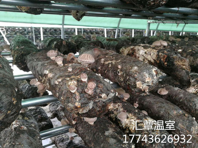 立体栽培大棚香菇